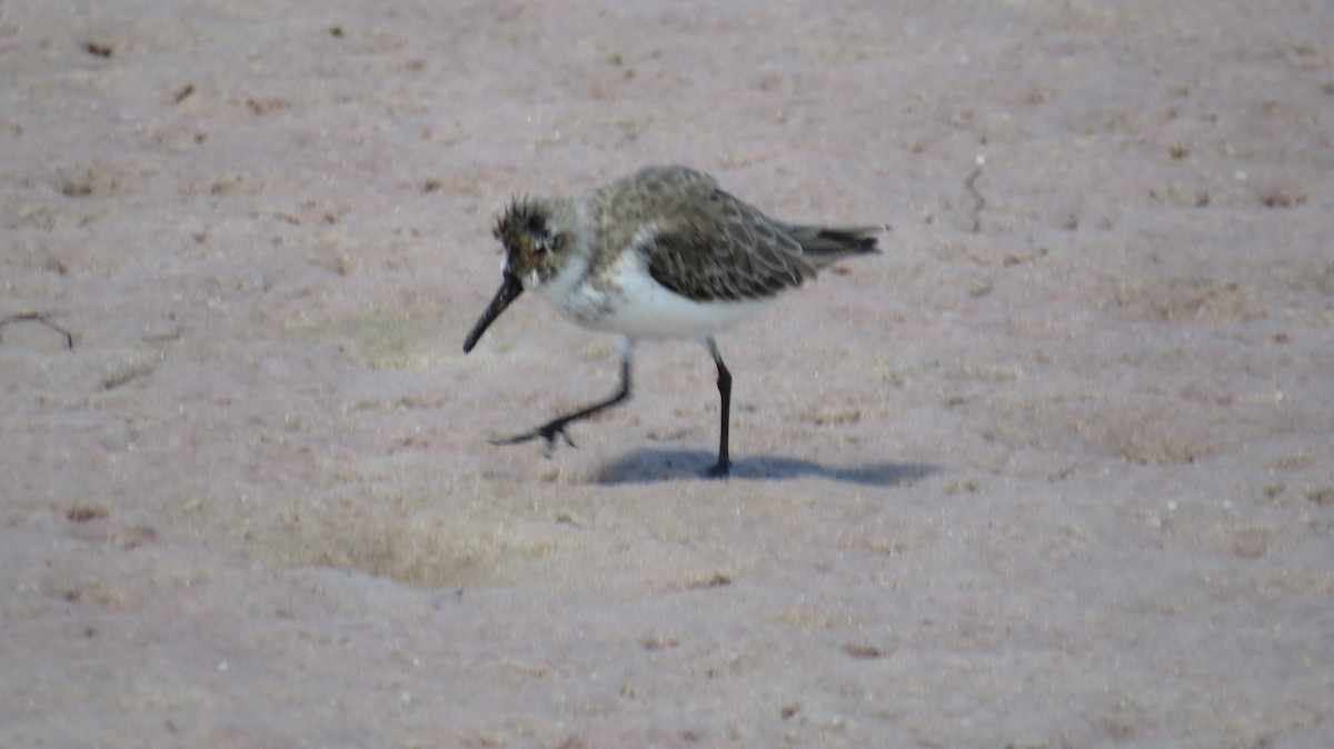 Western Sandpiper - ML623635506