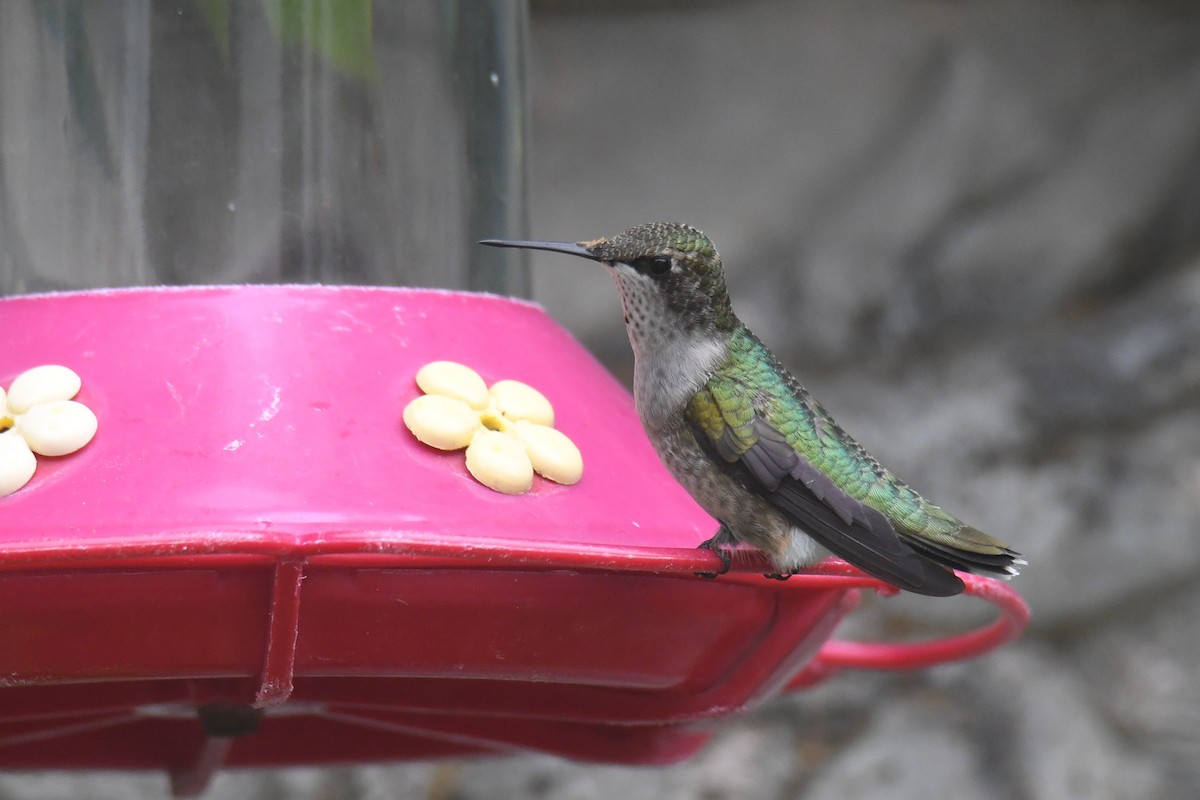 Ruby-throated Hummingbird - ML623635507