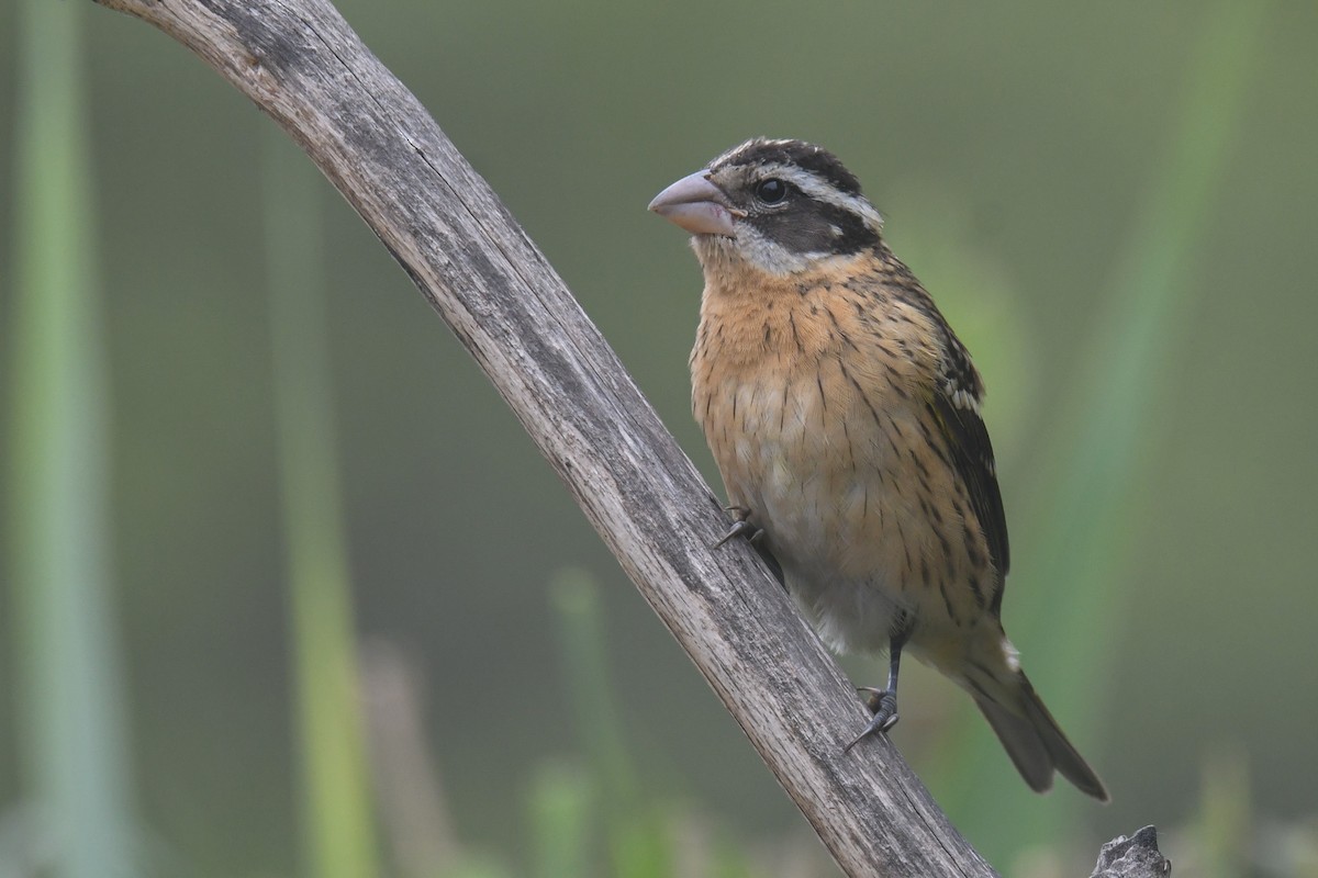 Black-headed Grosbeak - ML623635510