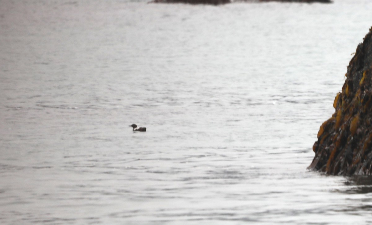 Pigeon Guillemot - ML623635511