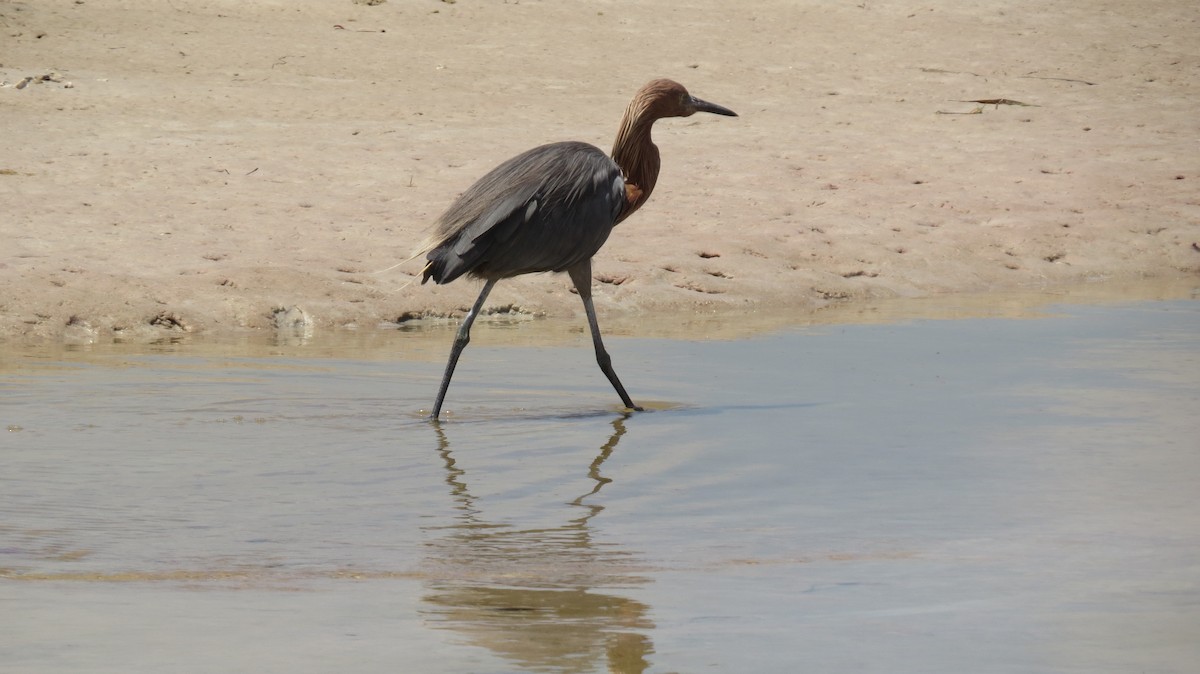 Reddish Egret - ML623635532