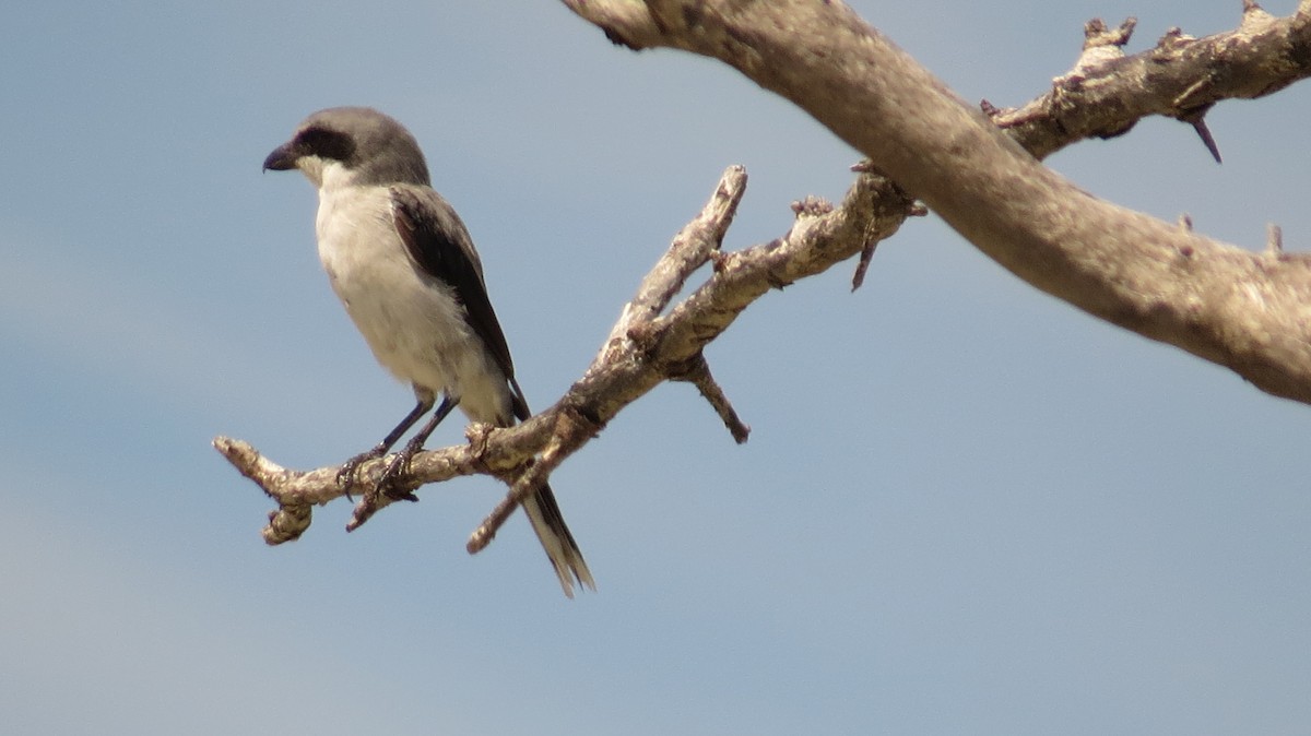 Loggerhead Shrike - ML623635541