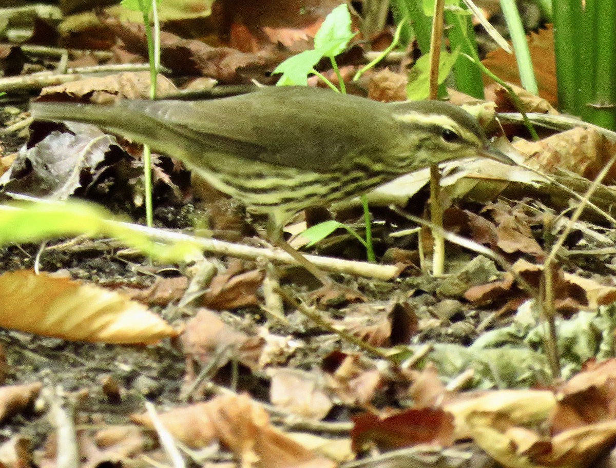 Northern Waterthrush - ML623635549