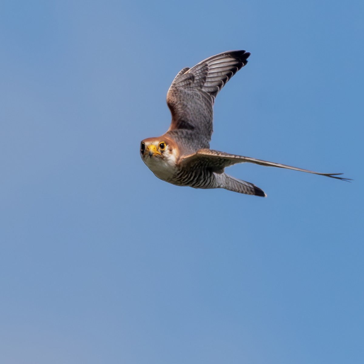 Red-necked Falcon - ML623635570