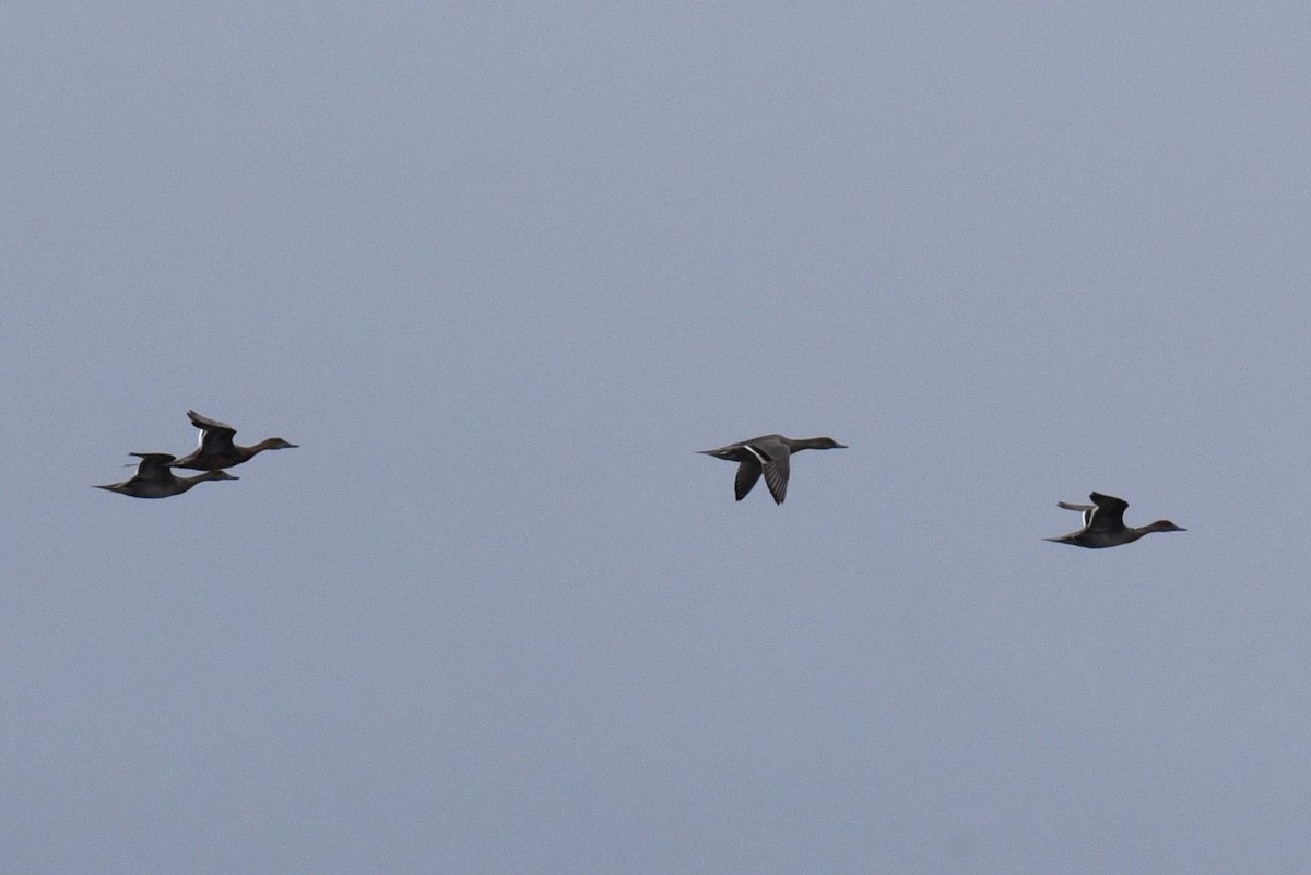 Northern Pintail - ML623635574