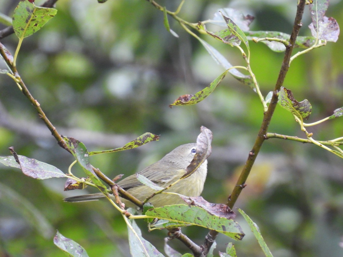 Orange-crowned Warbler - Philippe Jobin