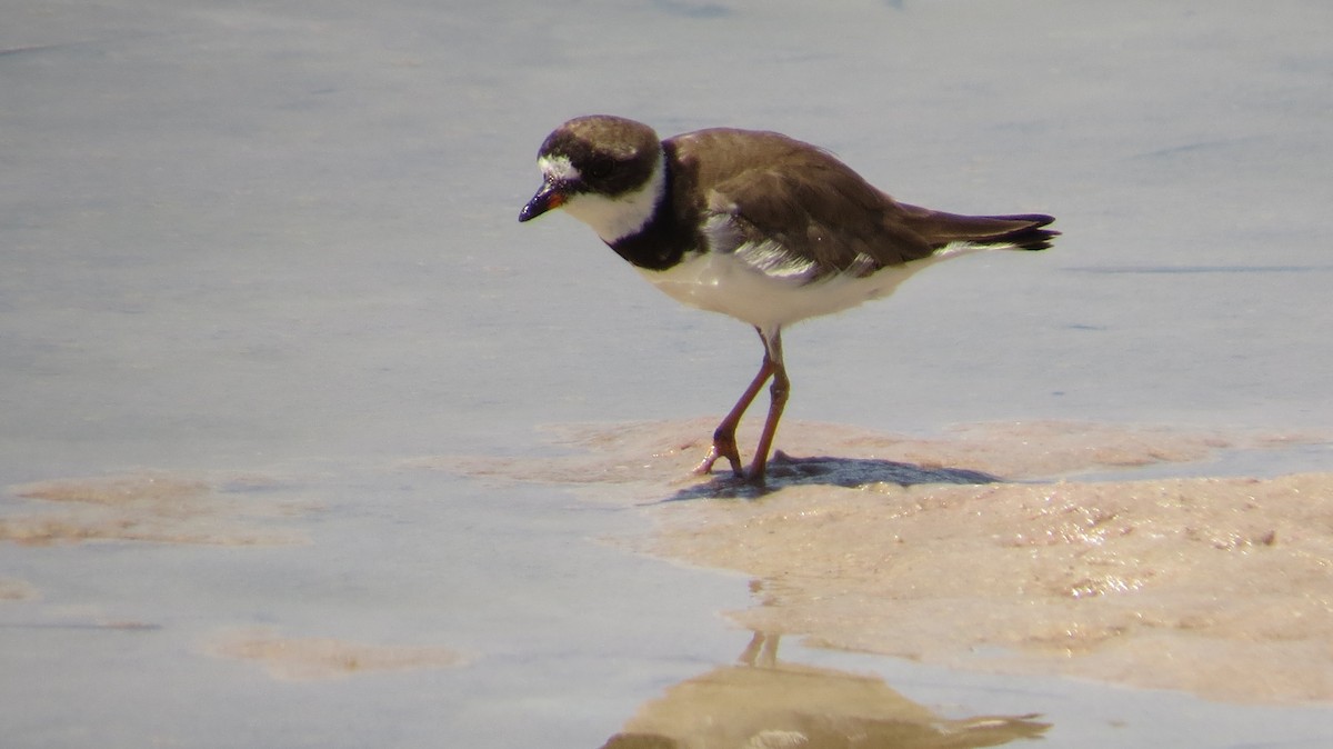 Semipalmated Plover - ML623635596