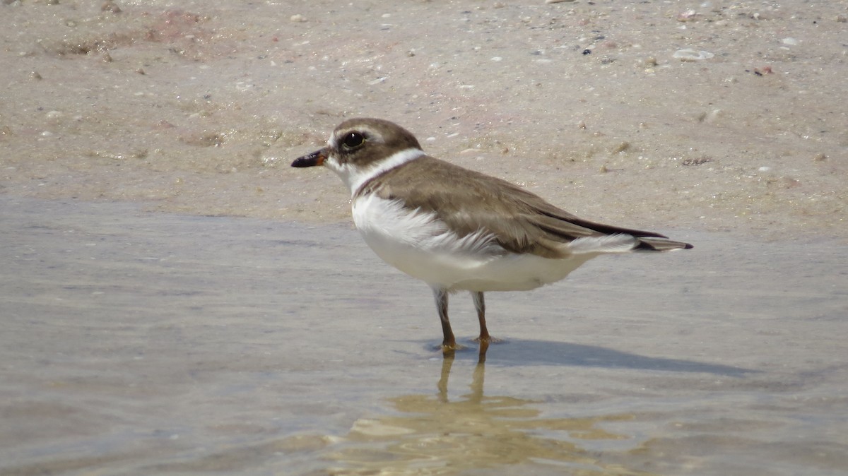 Semipalmated Plover - ML623635599