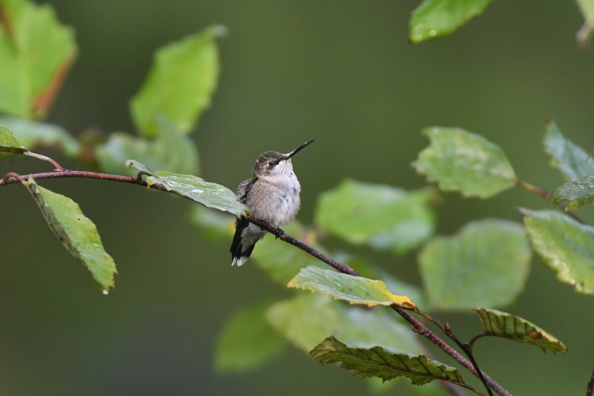 Ruby-throated Hummingbird - ML623635604