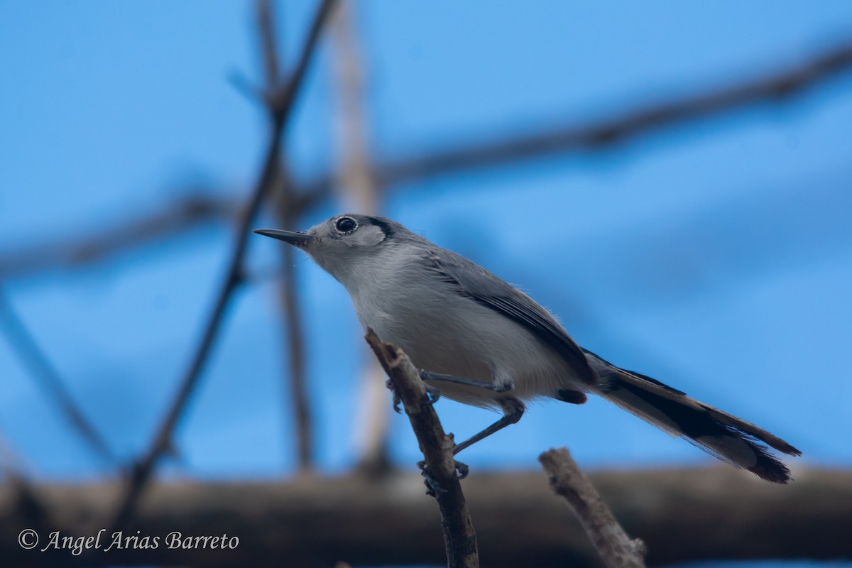 Cuban Gnatcatcher - ML623635612