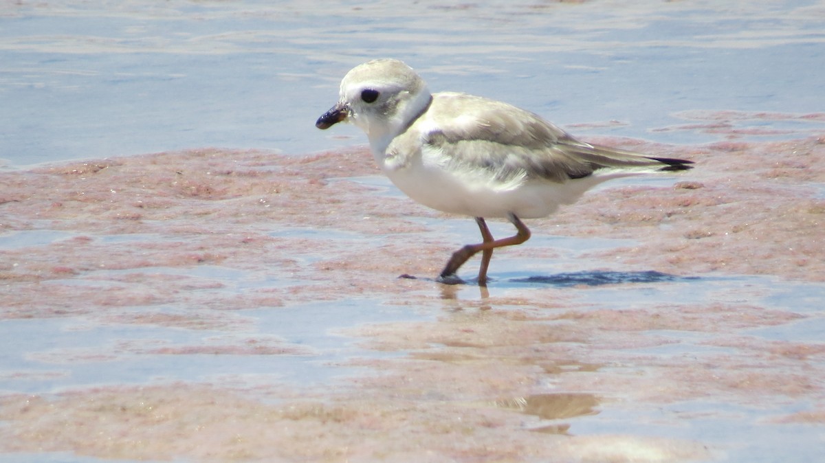 Piping Plover - ML623635615