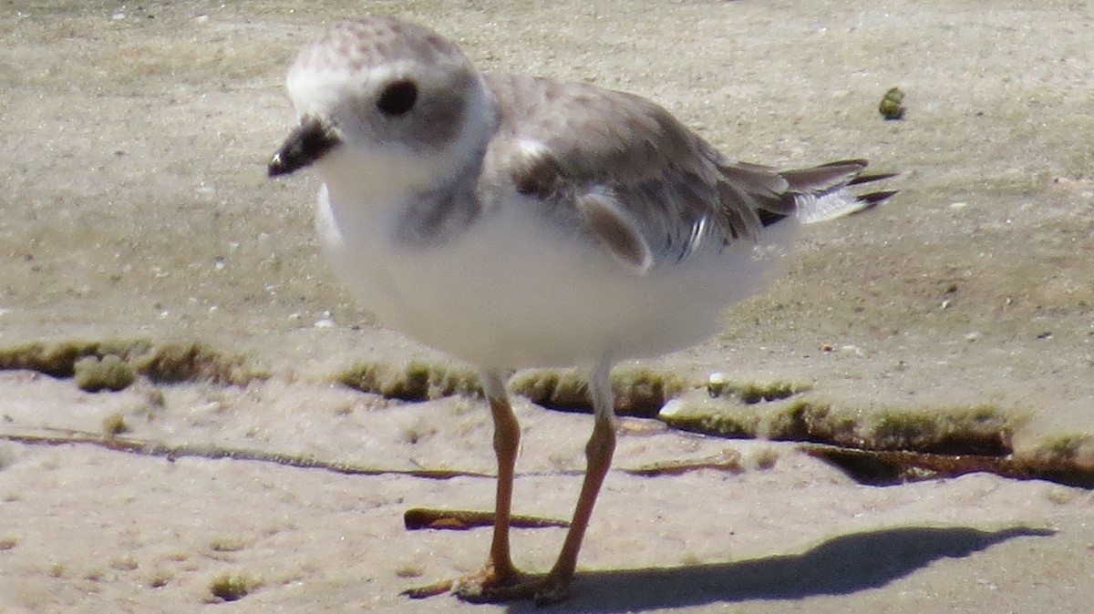 Piping Plover - ML623635619