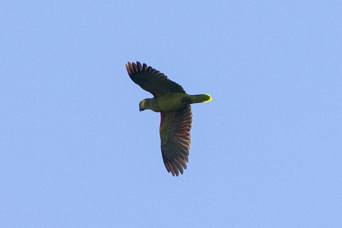 Turquoise-fronted Parrot - ML623635654