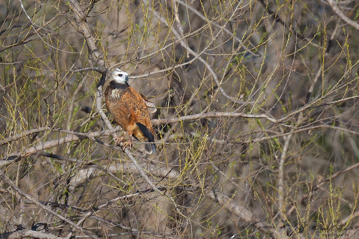 Black-collared Hawk - ML623635671