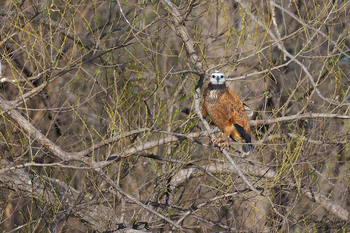 Black-collared Hawk - Daniel Bathaver