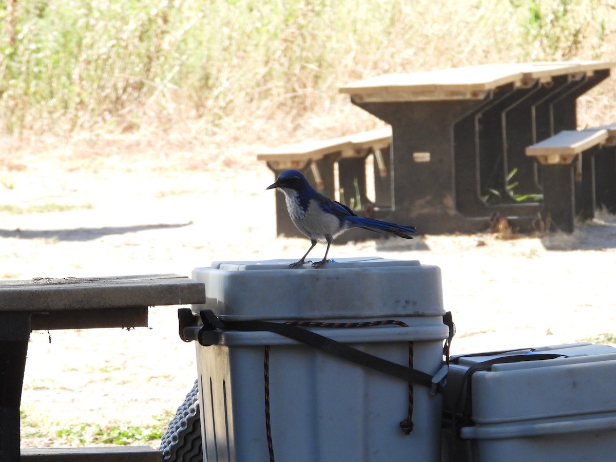 Island Scrub-Jay - ML623635706