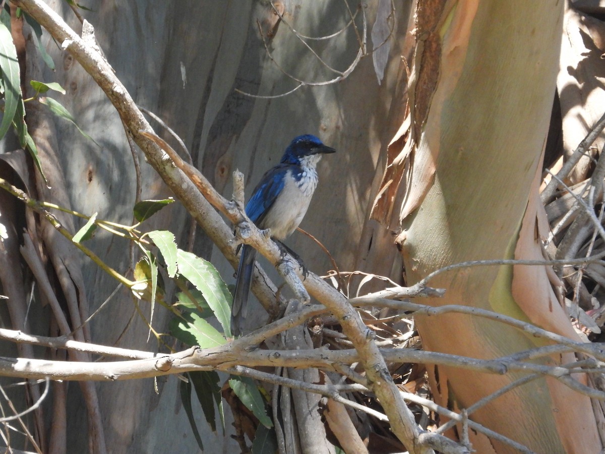 Island Scrub-Jay - ML623635709