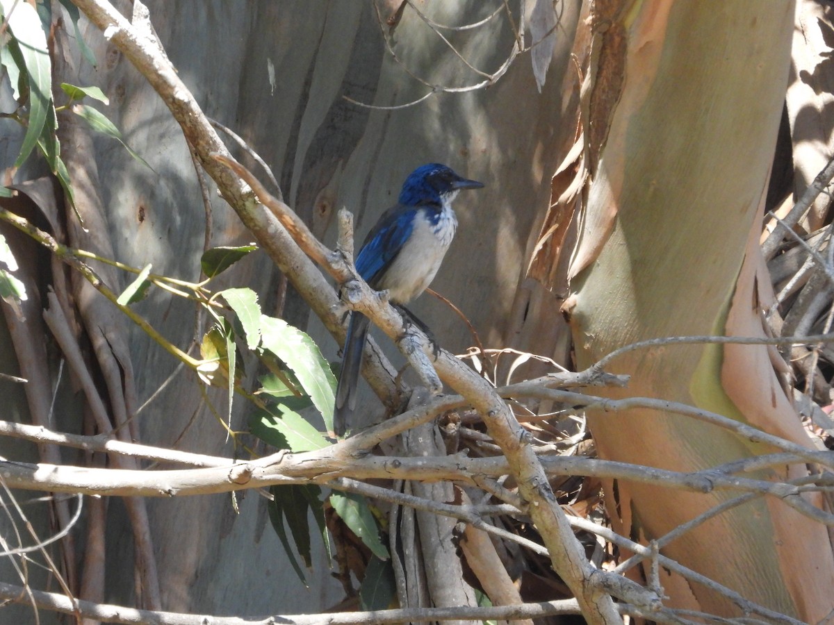 Island Scrub-Jay - ML623635711