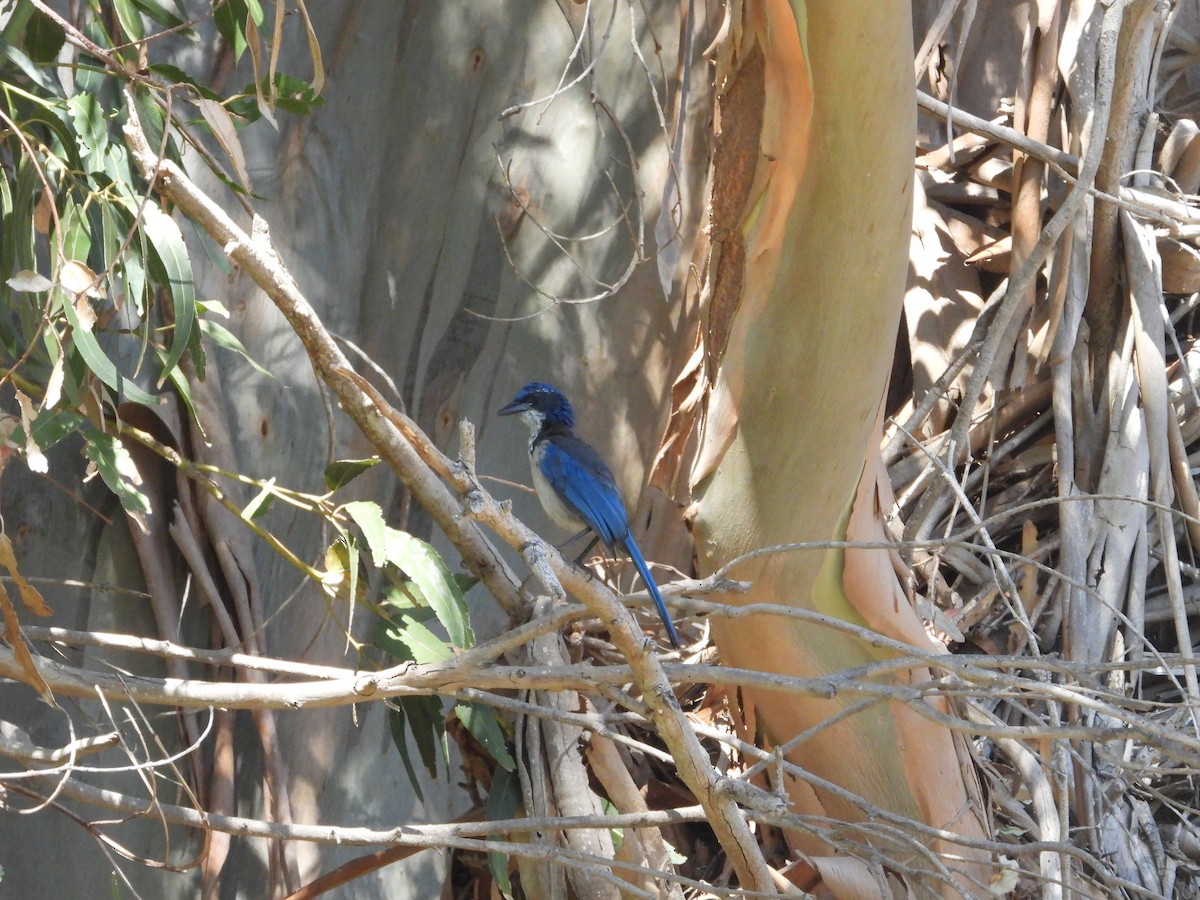 Island Scrub-Jay - ML623635713