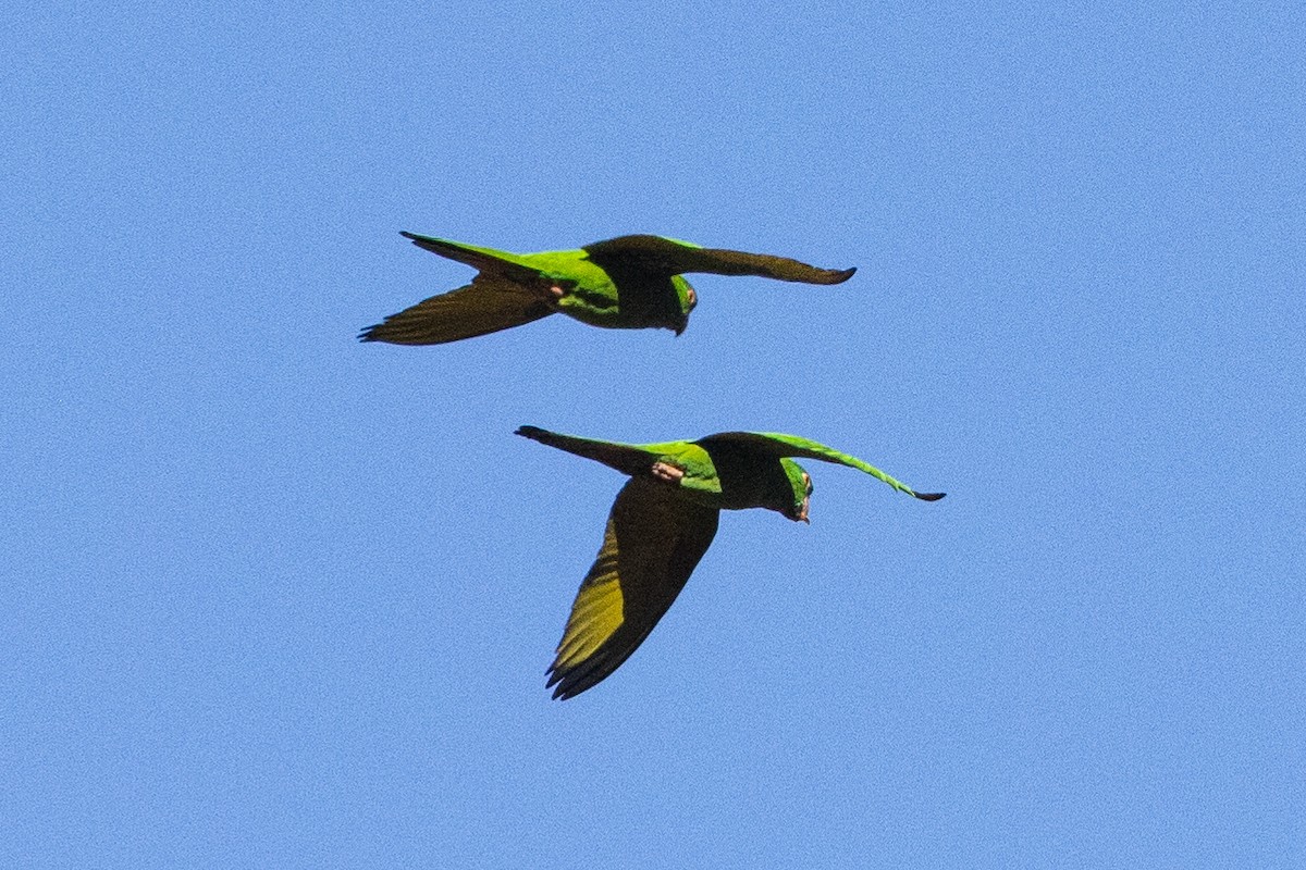 Blue-crowned Parakeet - ML623635717