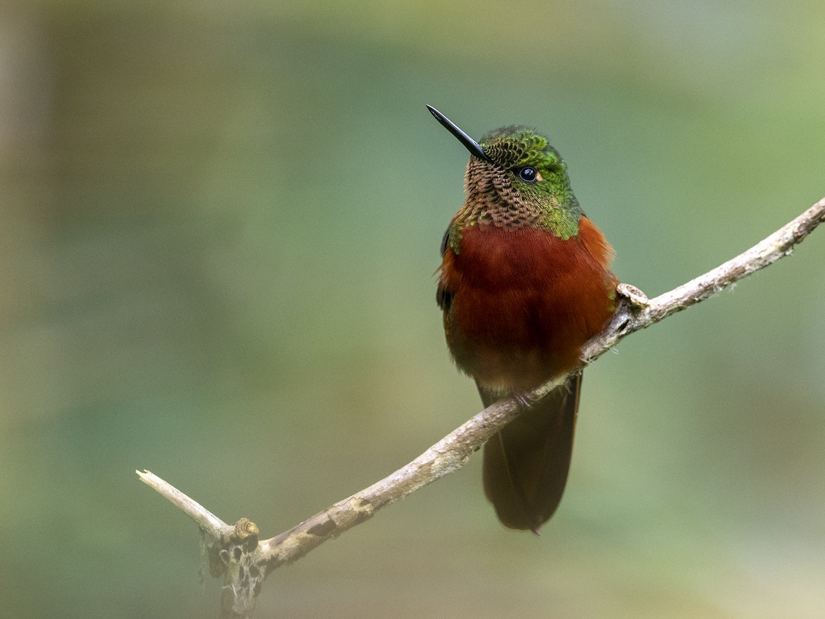 Chestnut-breasted Coronet - ML623635718