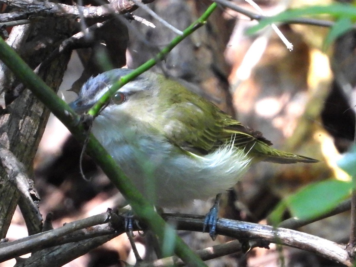 Red-eyed Vireo - ML623635726