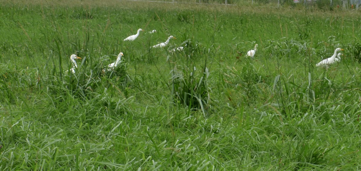 Western Cattle Egret - ML623635730