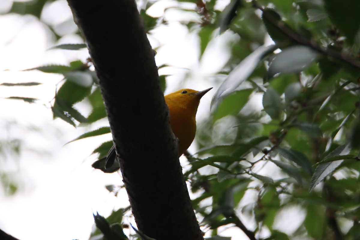 Prothonotary Warbler - ML623635757