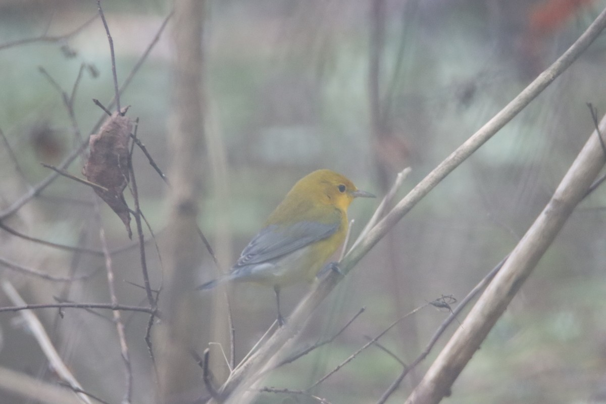 Prothonotary Warbler - ML623635758