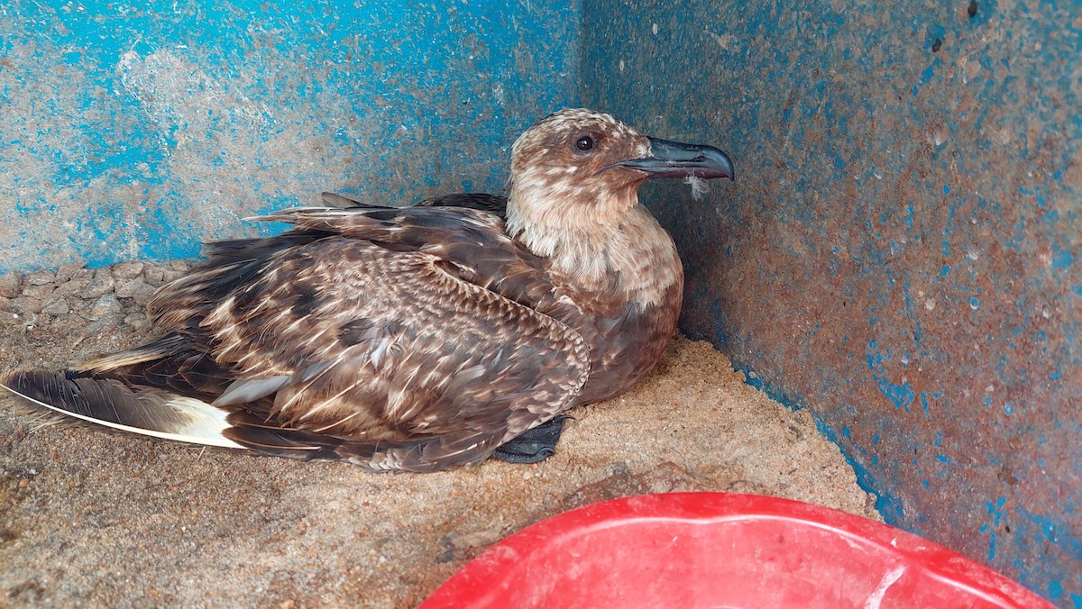 Brown Skua - ML623635766