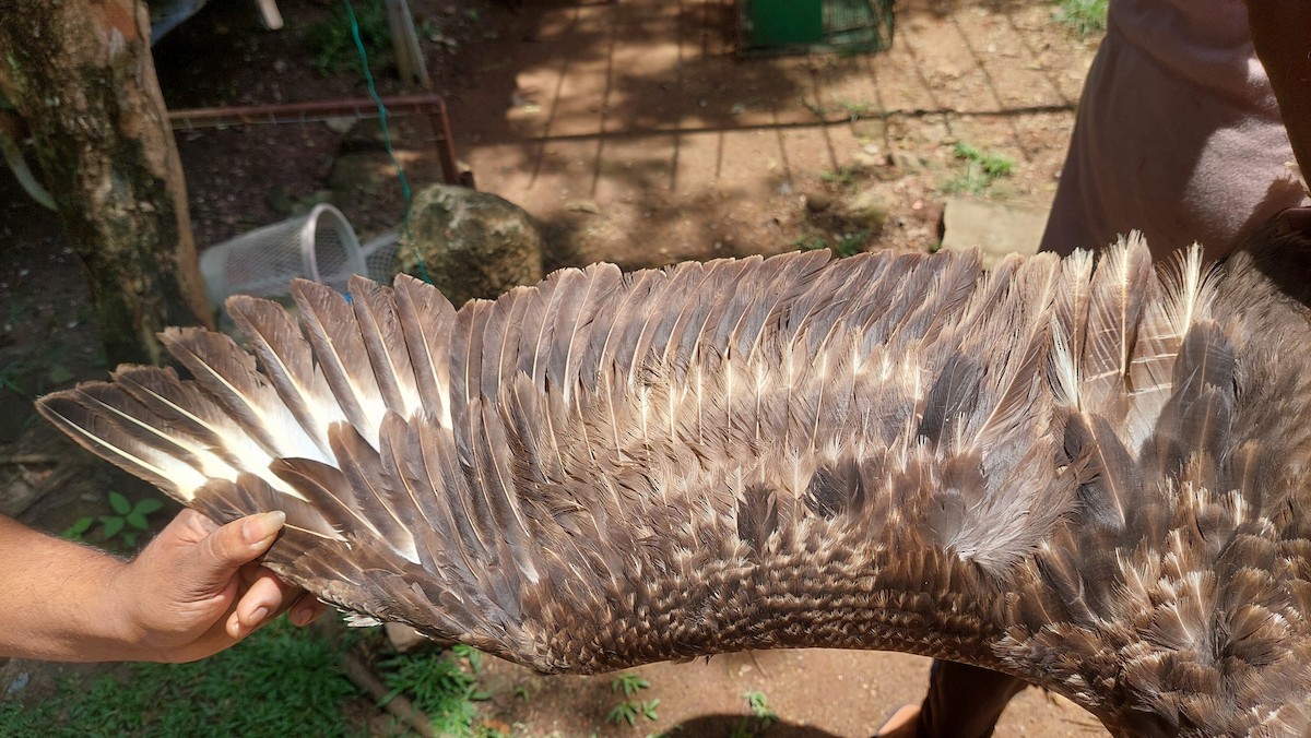 Brown Skua - ML623635768