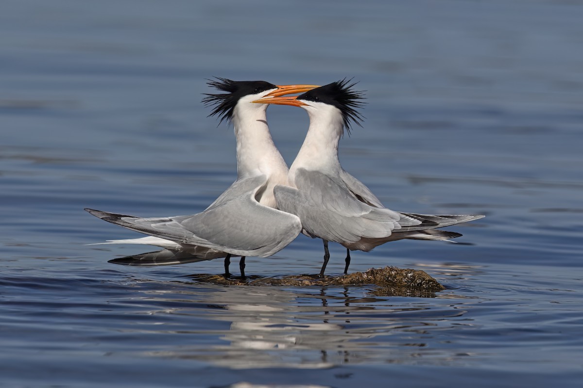 Elegant Tern - ML623635781