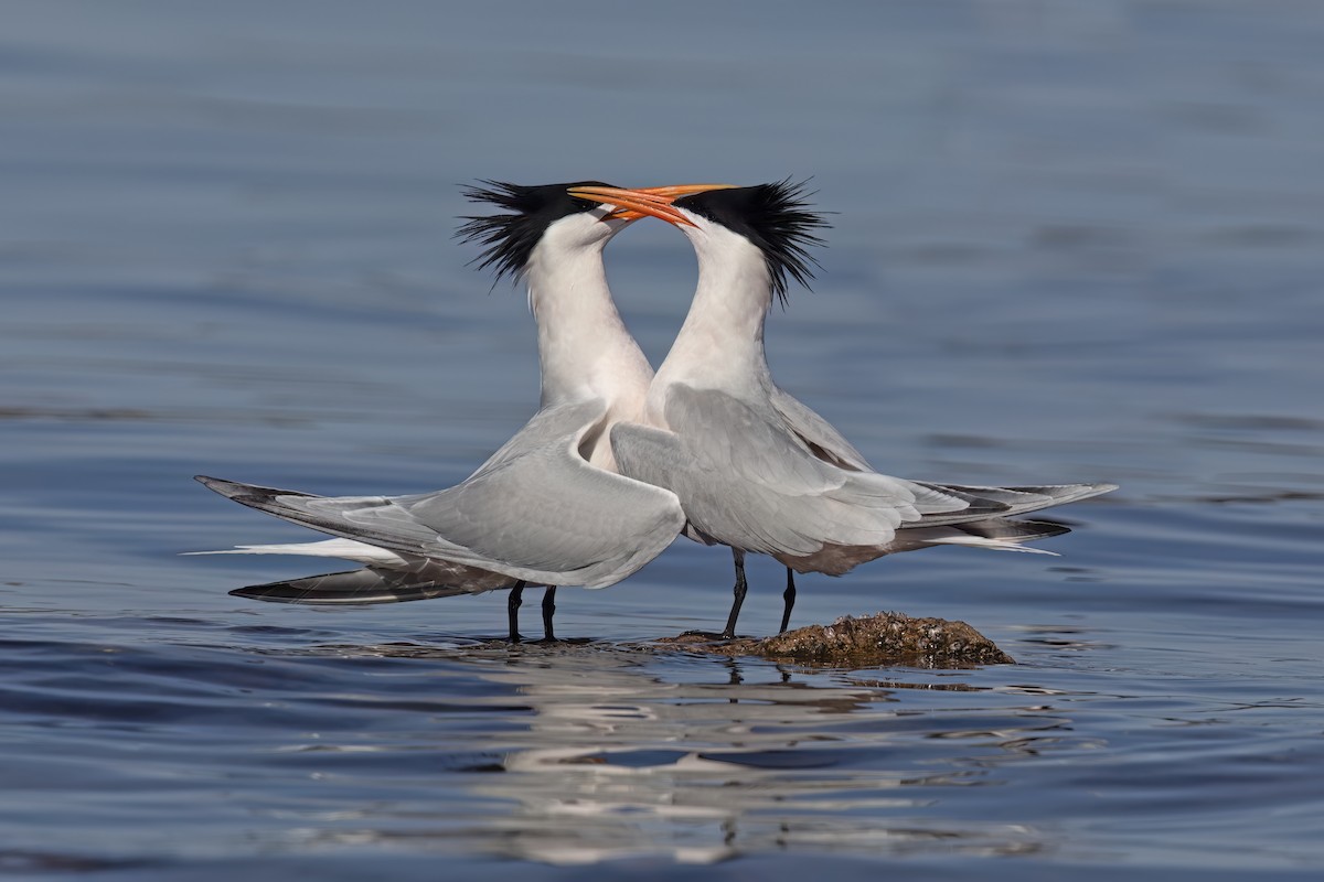 Elegant Tern - ML623635782