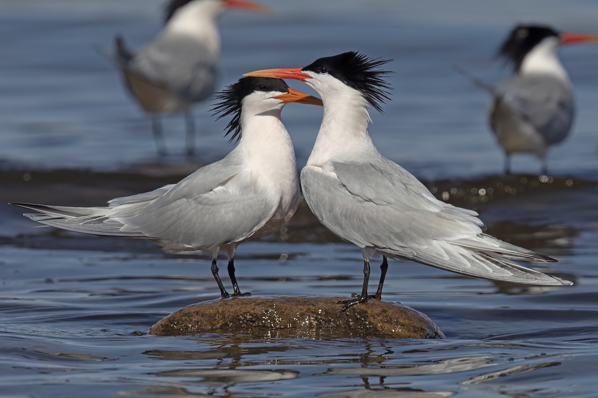 Elegant Tern - ML623635783