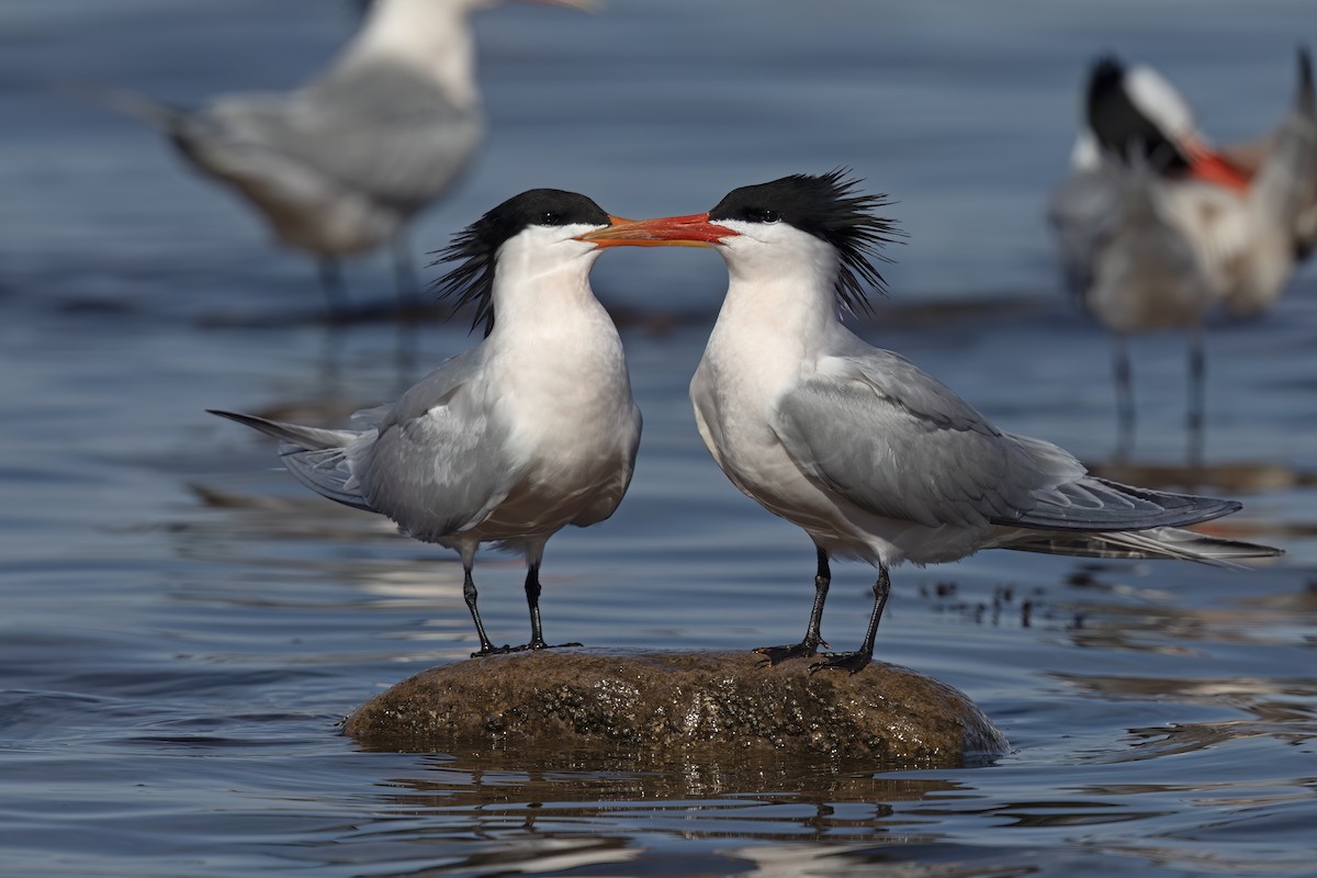 Elegant Tern - ML623635784