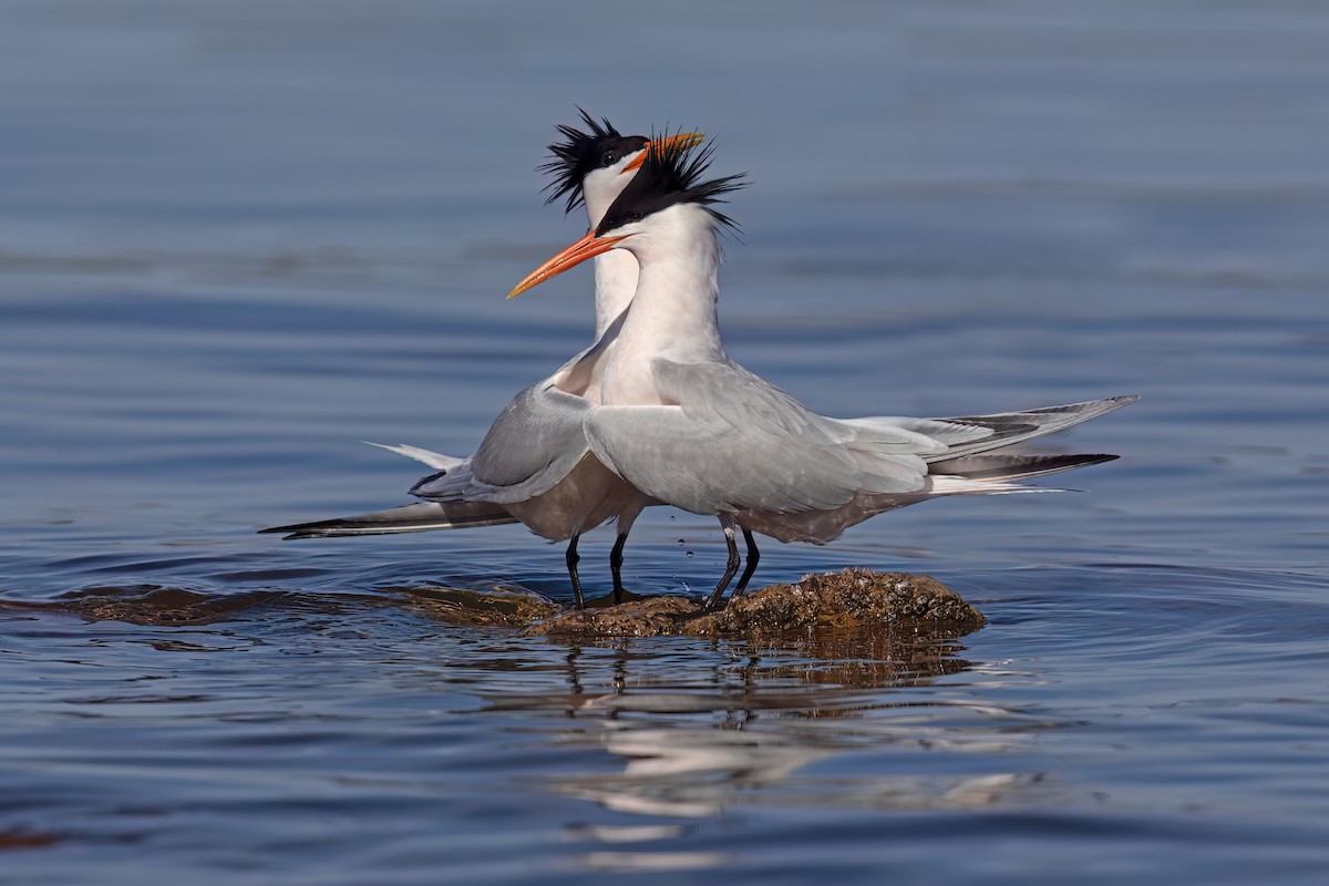 Elegant Tern - ML623635785