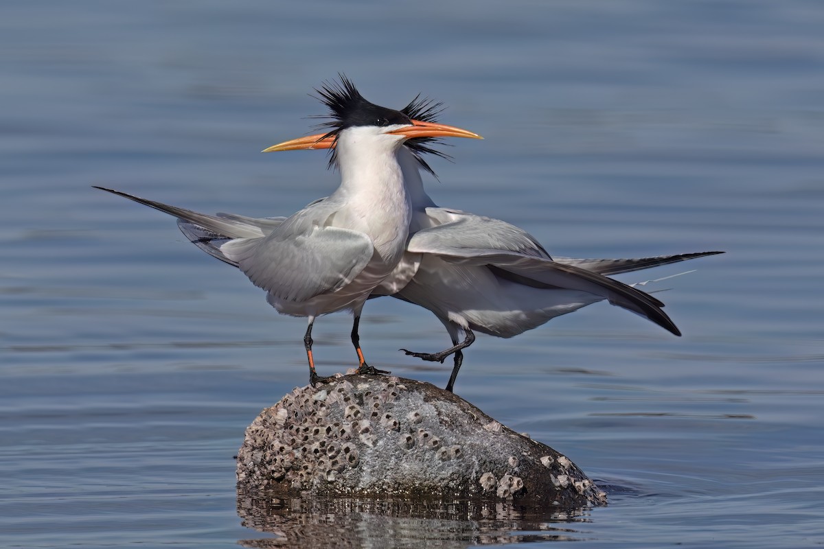 Elegant Tern - ML623635788