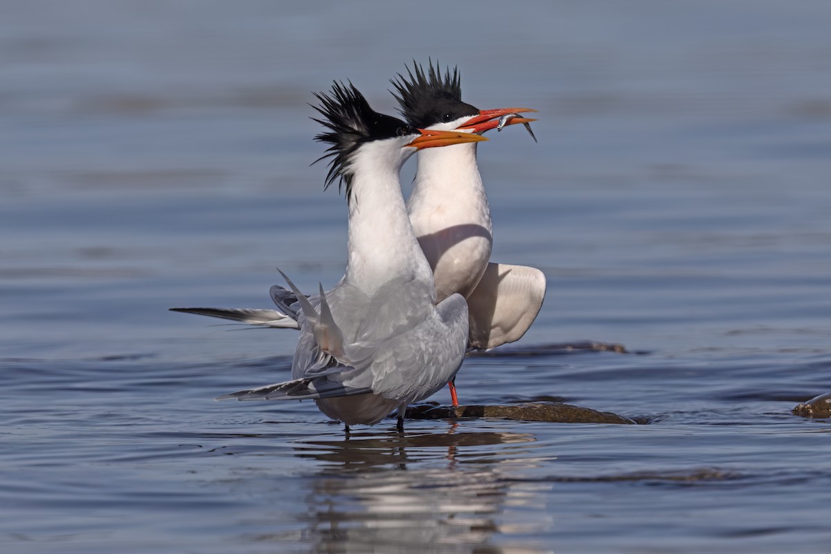 Elegant Tern - ML623635789