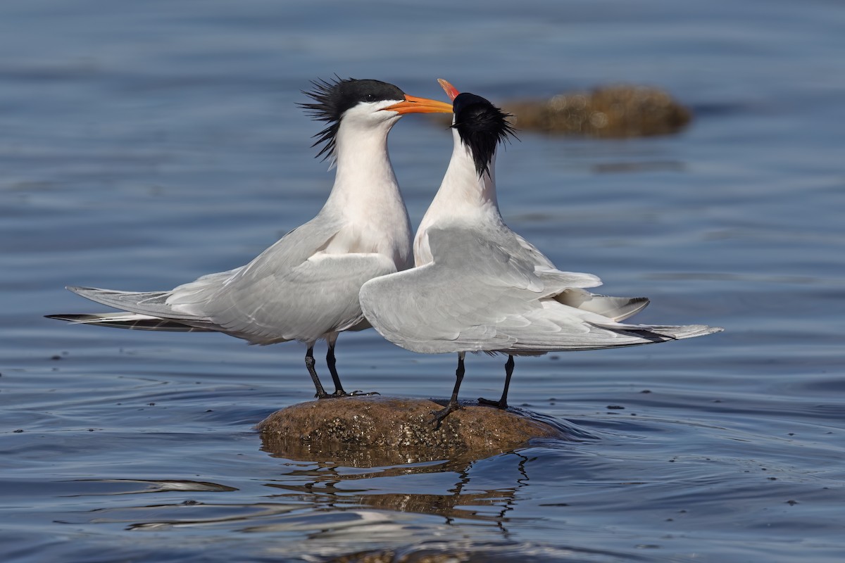 Elegant Tern - Marco Valentini