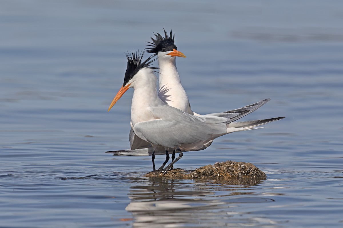 Elegant Tern - ML623635791