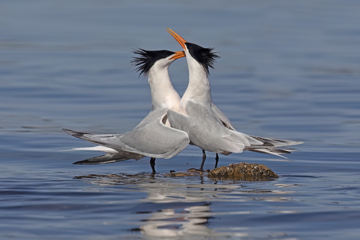 Elegant Tern - ML623635792