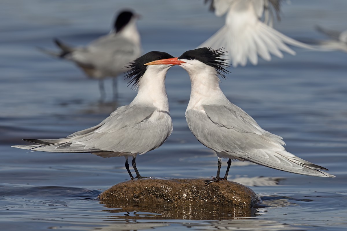 Elegant Tern - ML623635793