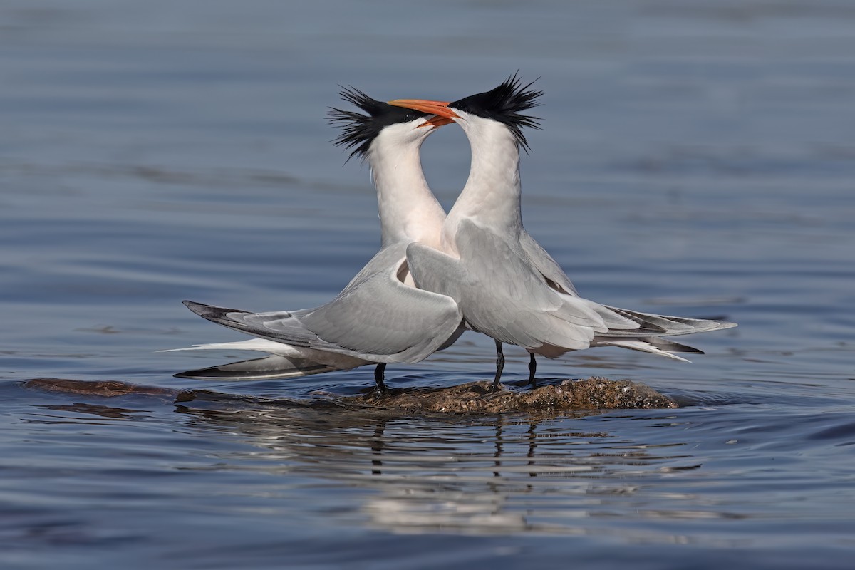 Elegant Tern - ML623635794