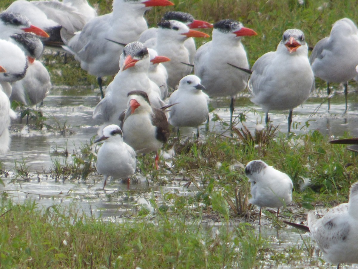 Caspian Tern - ML623635819