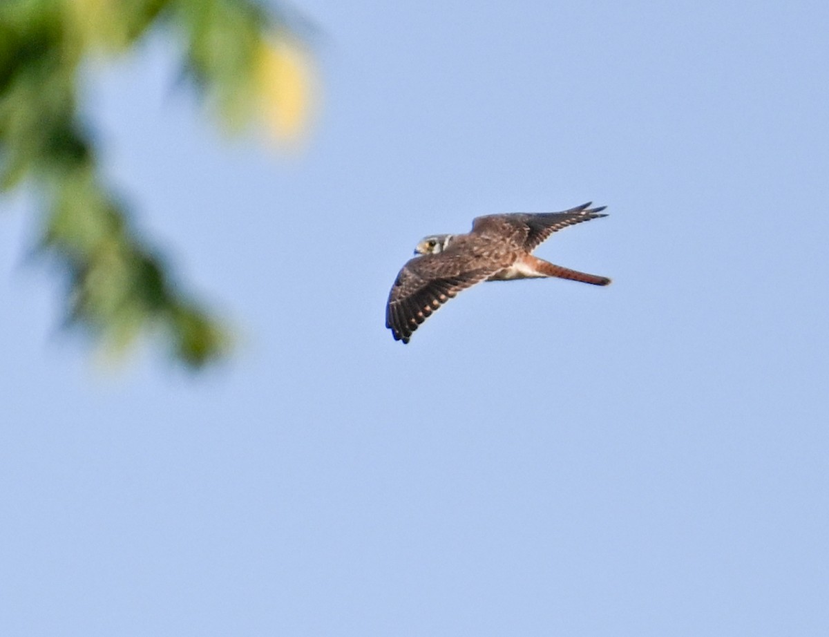 American Kestrel - ML623635825