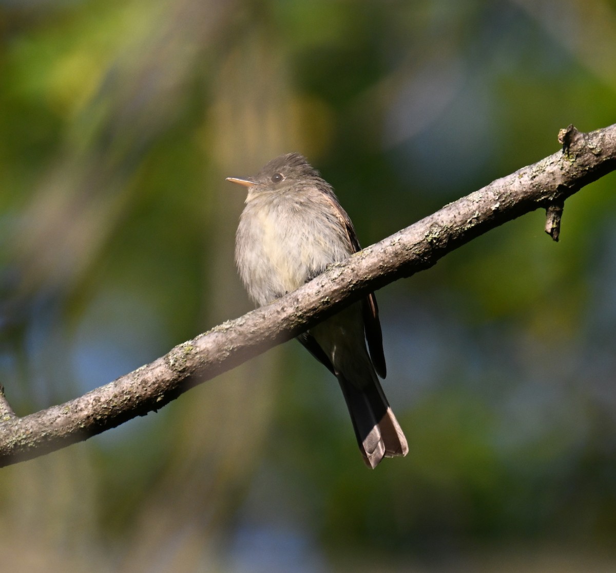 Eastern Wood-Pewee - ML623635839