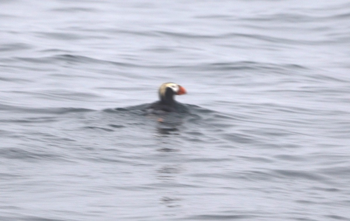 Tufted Puffin - ML623635848