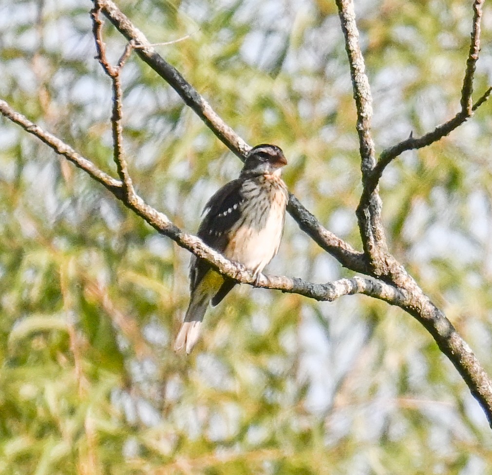 Rose-breasted Grosbeak - Dennis Utterback