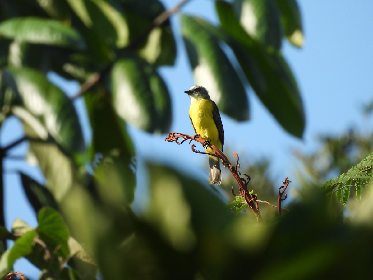 Gray-capped Flycatcher - ML623635914