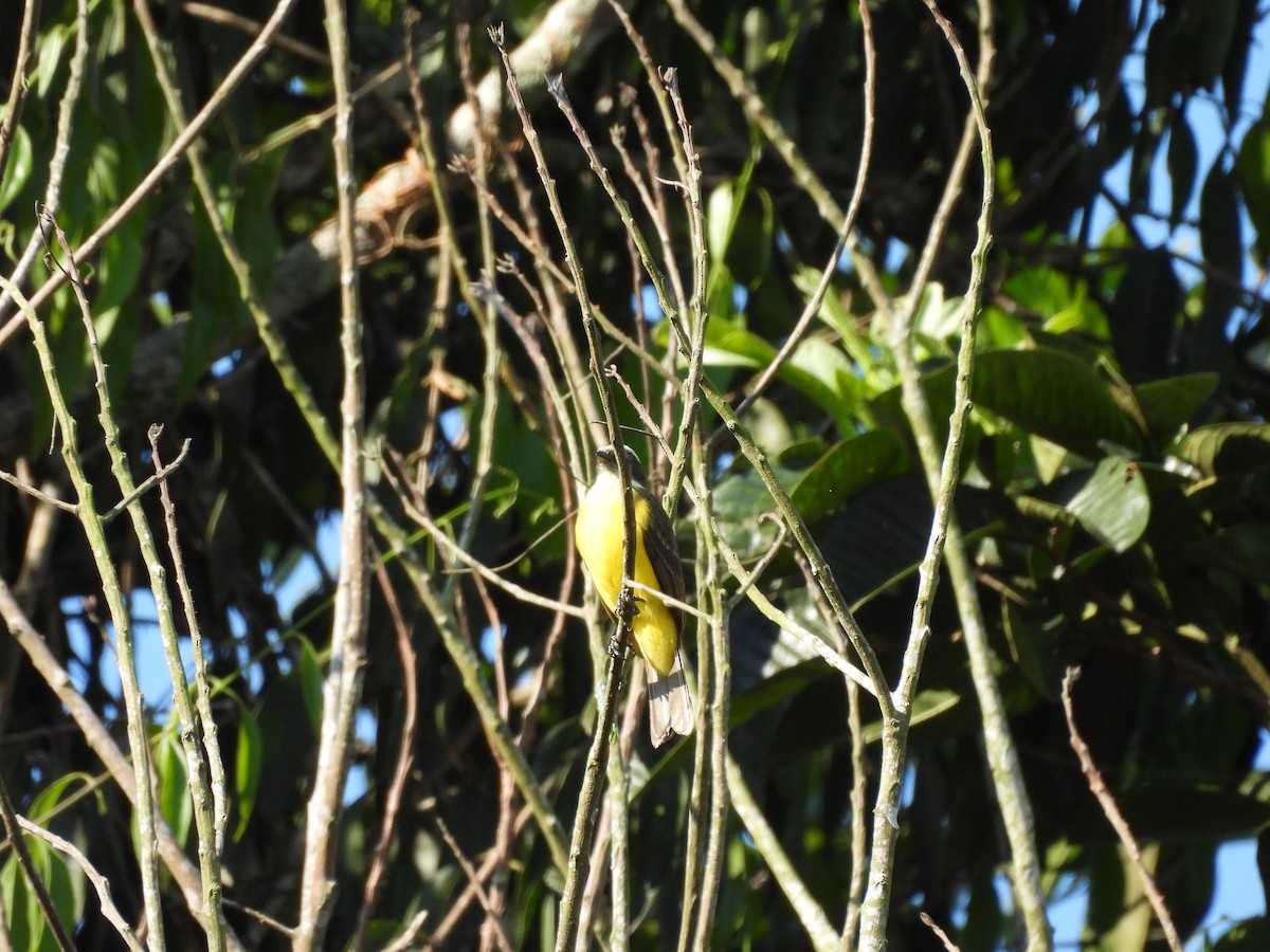 Gray-capped Flycatcher - ML623635915